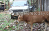 Illegal cattle trafficking: 7 cows rescued in Shirthady